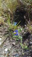 Image of melonleaf nightshade