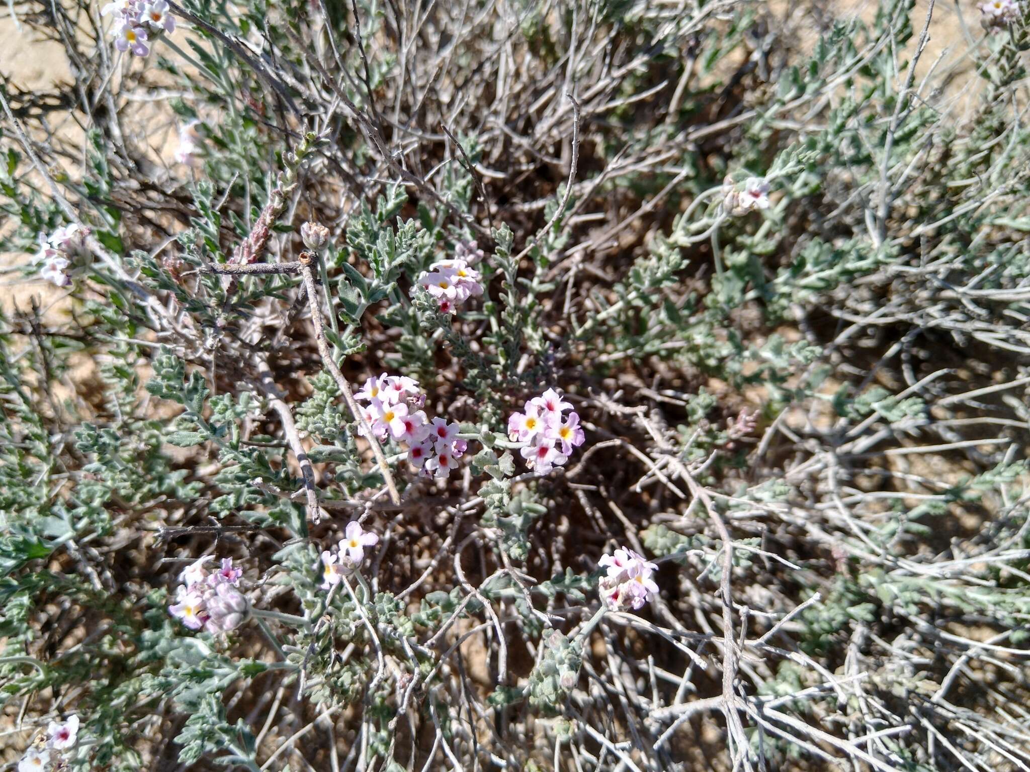 Image de Lippia fastigiata Brandegee