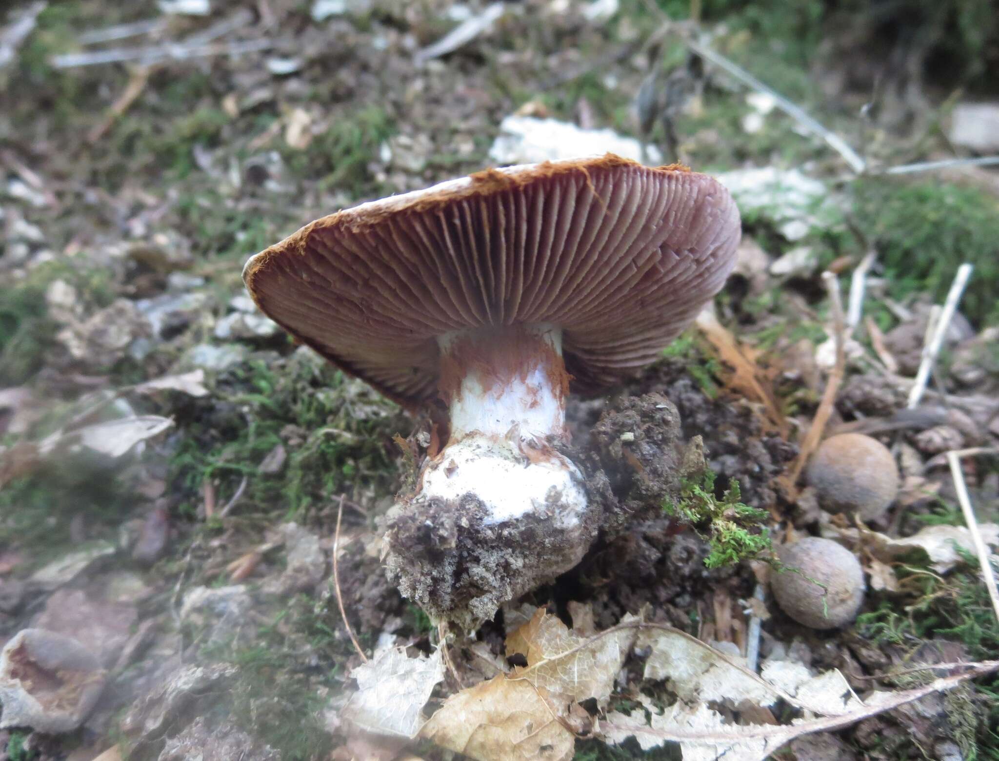 Cortinarius albidus Peck 1891的圖片