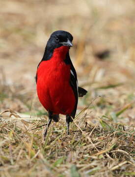 Image of Crimson-breasted Gonolek