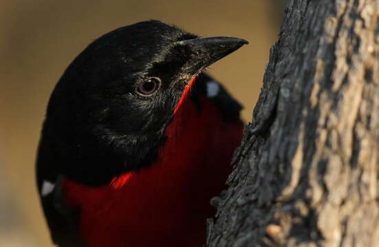 Image of Crimson-breasted Gonolek