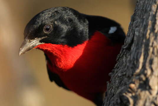 Image of Crimson-breasted Gonolek