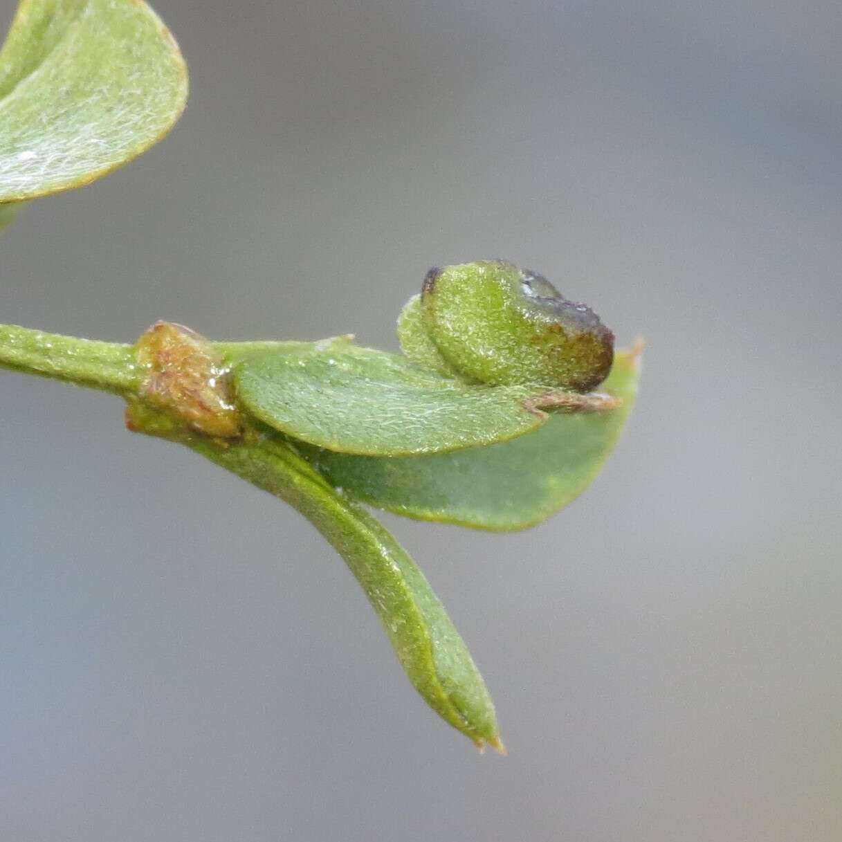 Image of Asphondylia fabalis Gagne 1990