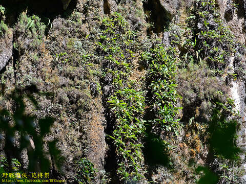 Image of Bell-Shaped Pitcher-Plant