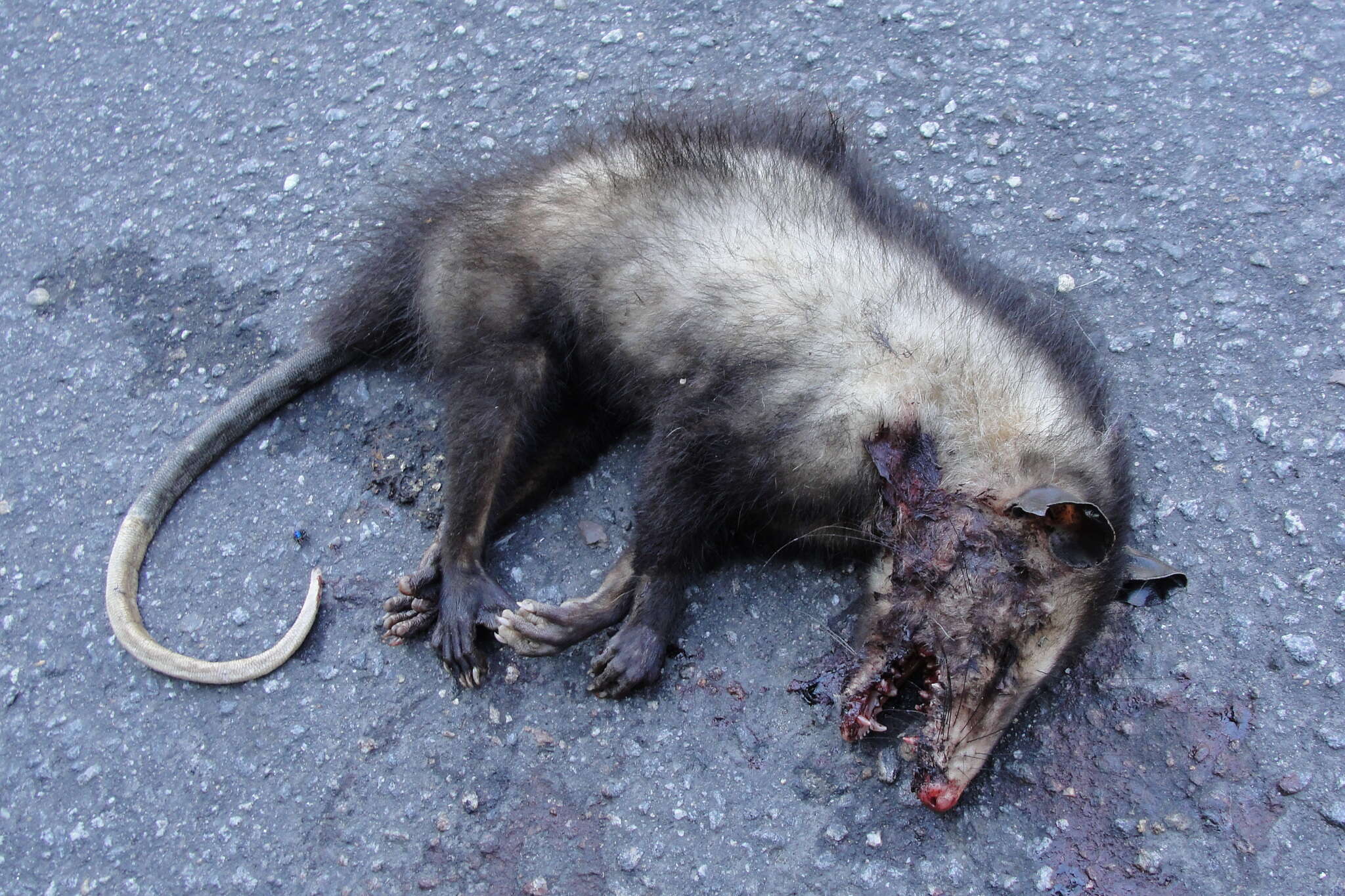 Image of Big-eared Opossum