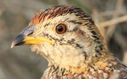 Plancia ëd Peliperdix coqui (Smith & A 1836)