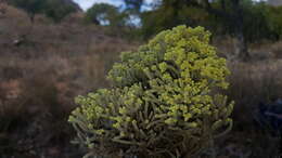 Слика од Helichrysum benthamii Viguier & Humbert