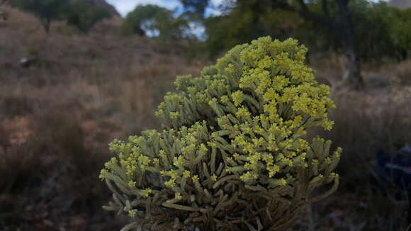 Image of Helichrysum benthamii Viguier & Humbert