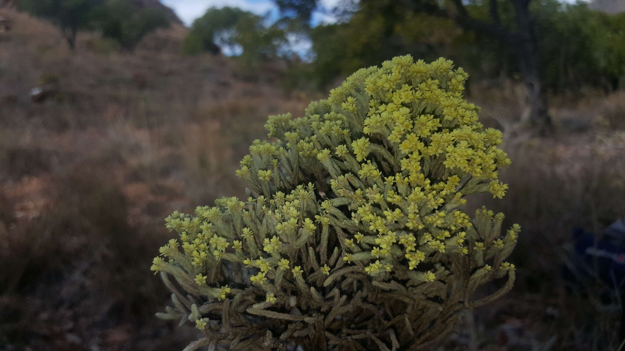 Image de Helichrysum benthamii Viguier & Humbert