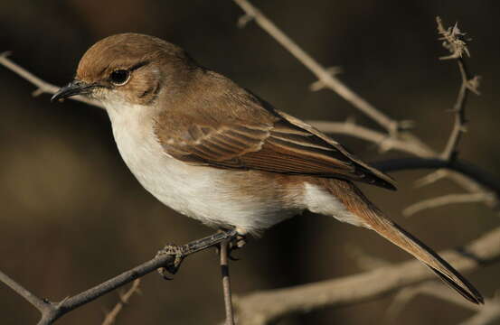 Plancia ëd Melaeornis mariquensis