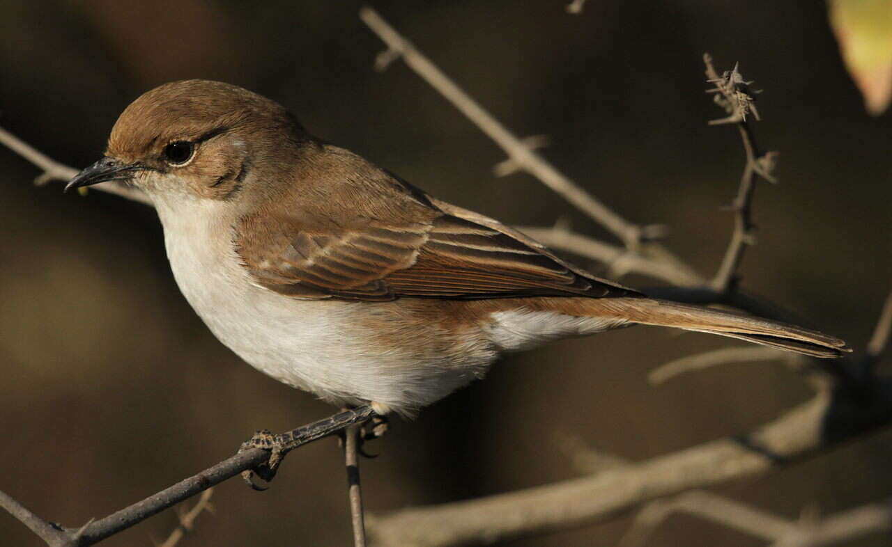 Plancia ëd Melaeornis mariquensis