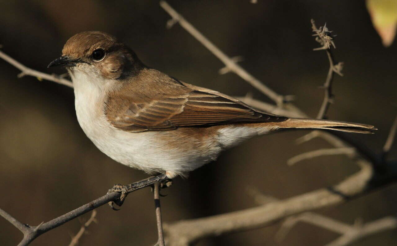 Plancia ëd Melaeornis mariquensis