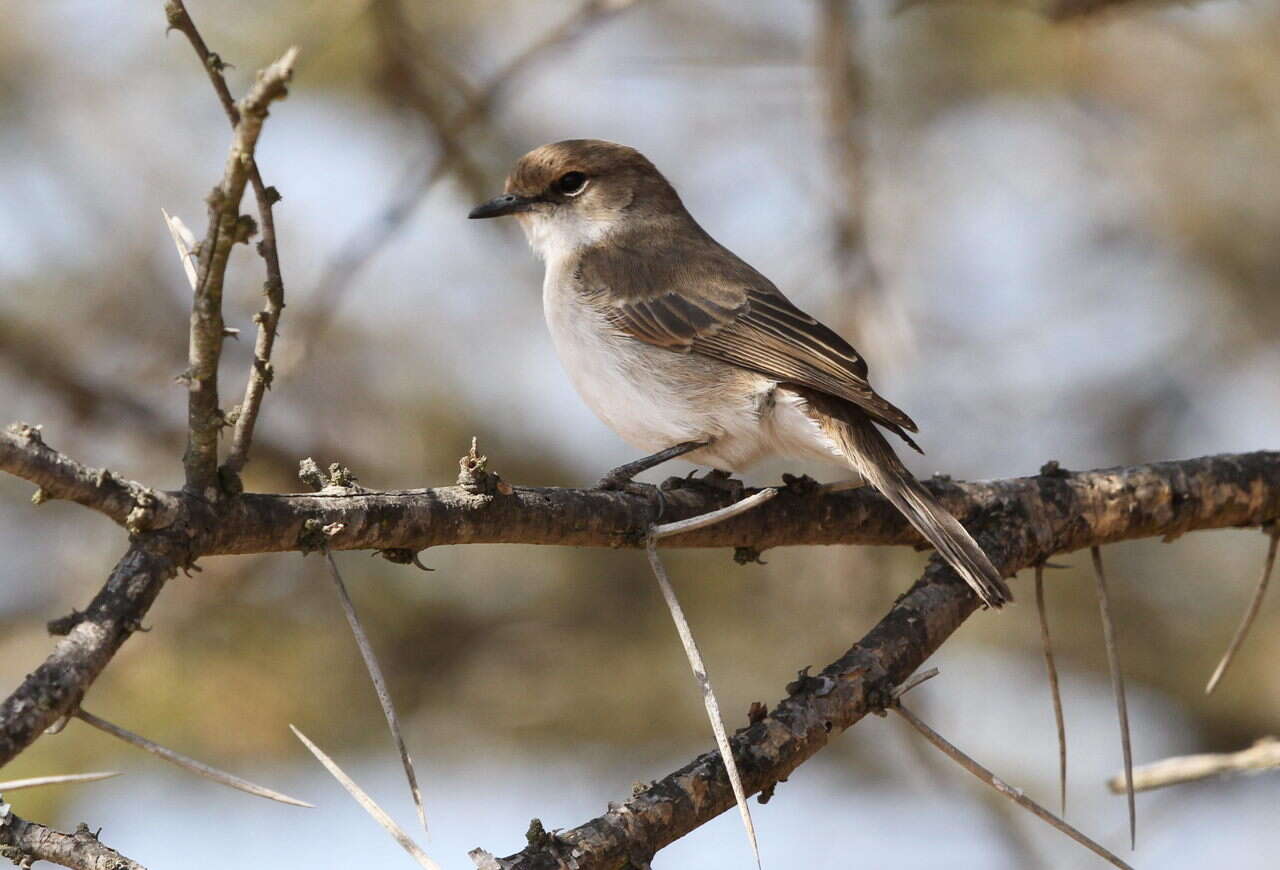 Plancia ëd Melaeornis mariquensis