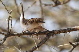 Plancia ëd Melaeornis mariquensis