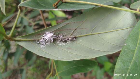 Image of Guioa pleuropteris (Bl.) Radlk.