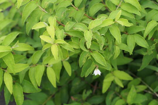 Image of crenate pride-of-Rochester