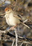 Imagem de Cisticola fulvicapilla (Vieillot 1817)