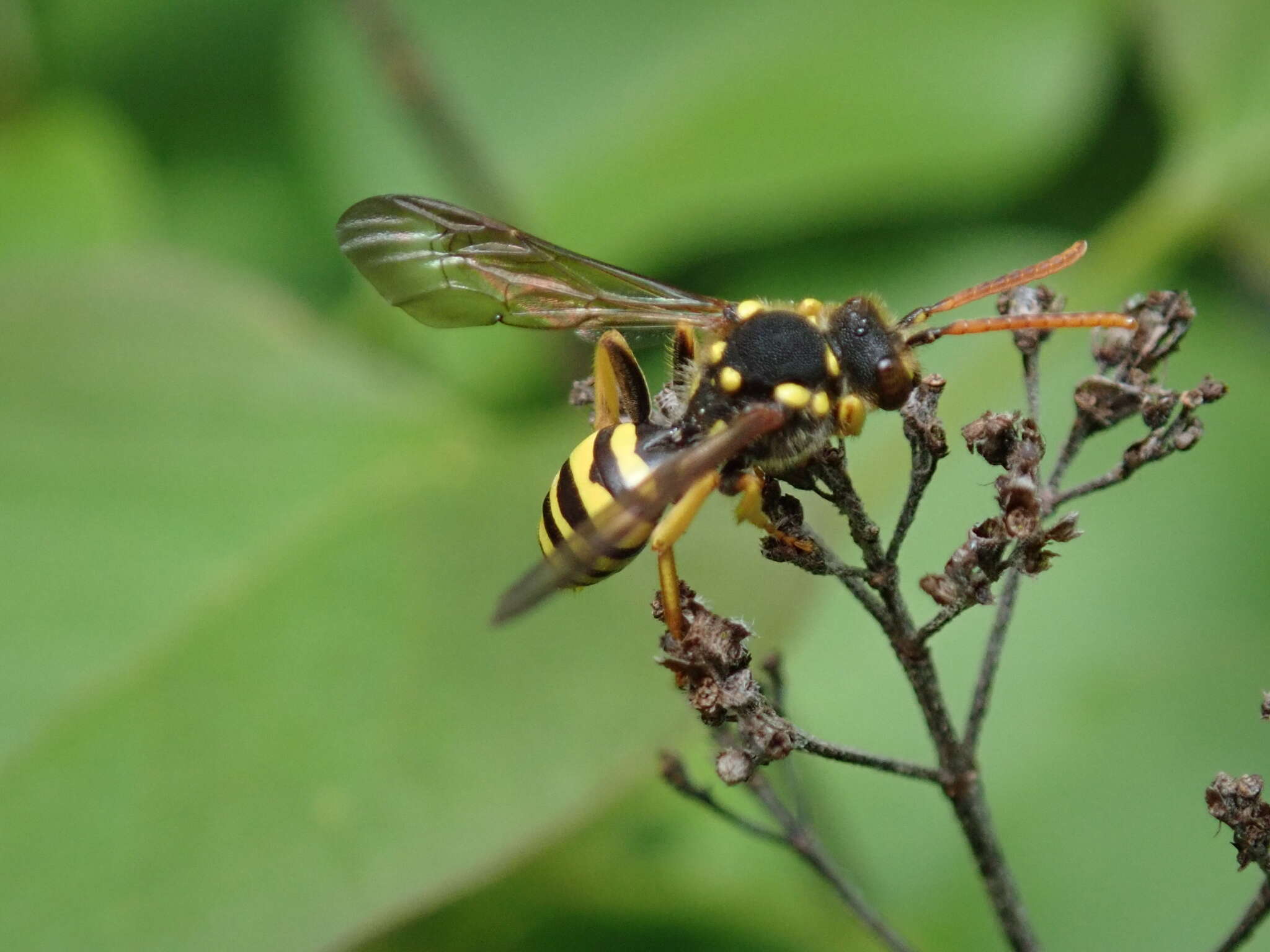 Image of Nomada succincta Panzer 1798