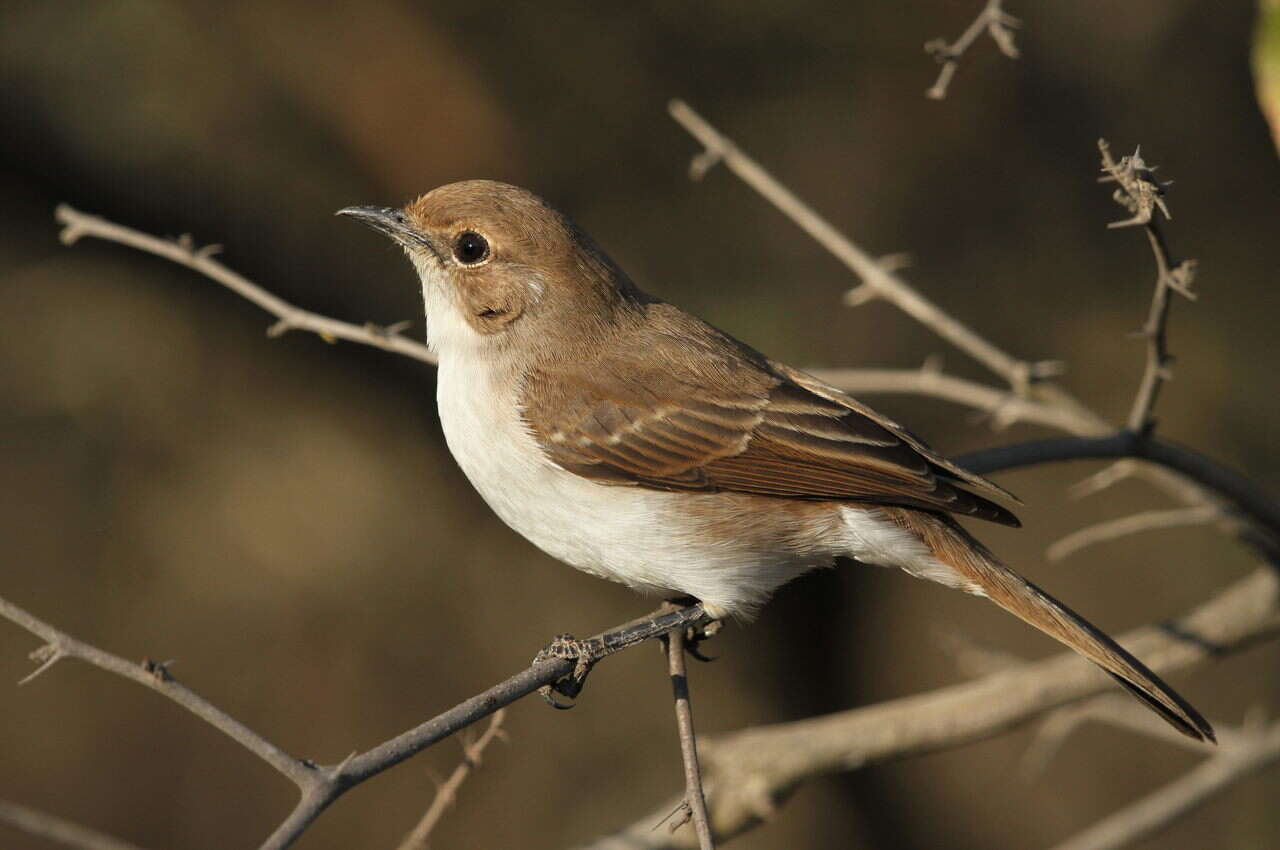 Plancia ëd Melaeornis mariquensis