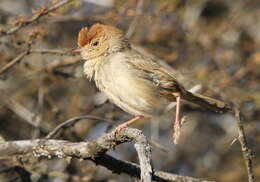 Imagem de Cisticola fulvicapilla (Vieillot 1817)