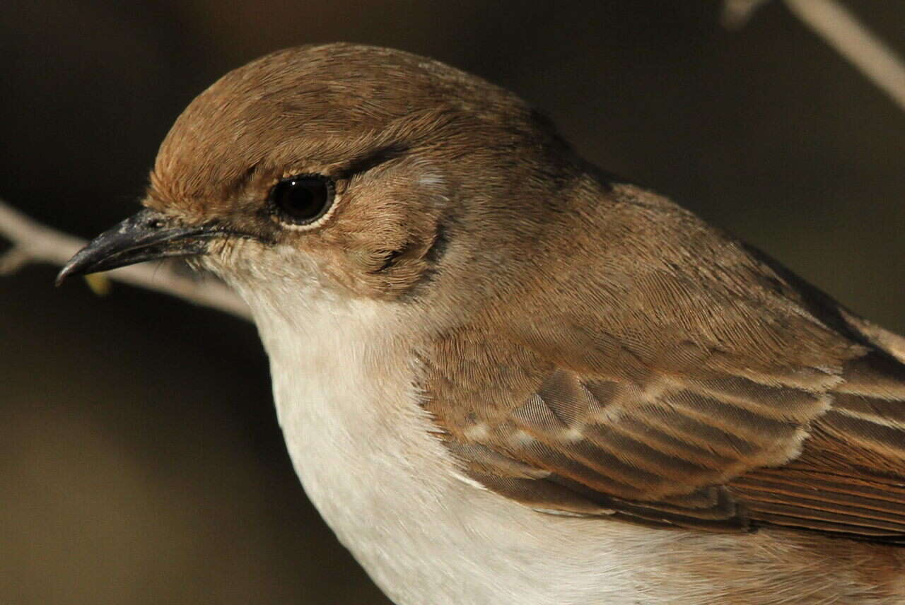 Plancia ëd Melaeornis mariquensis