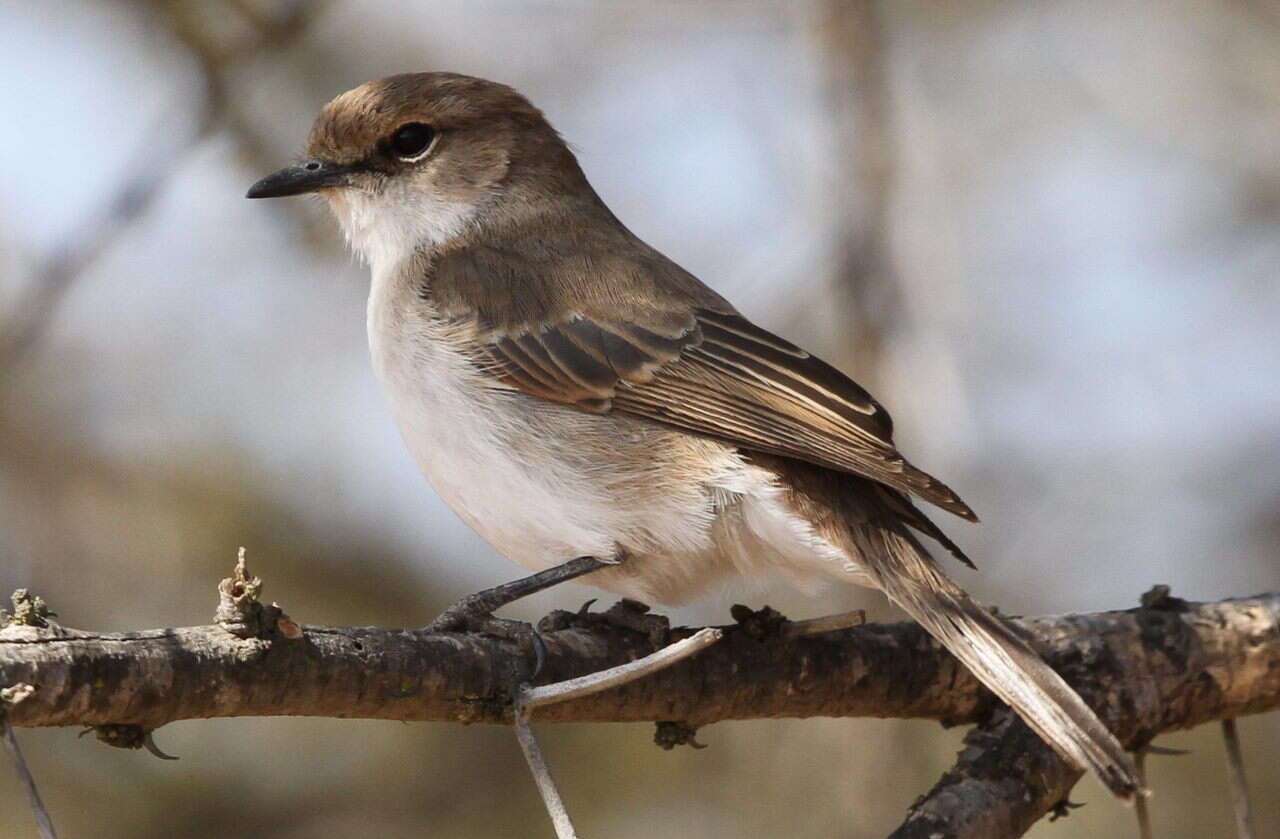 Plancia ëd Melaeornis mariquensis