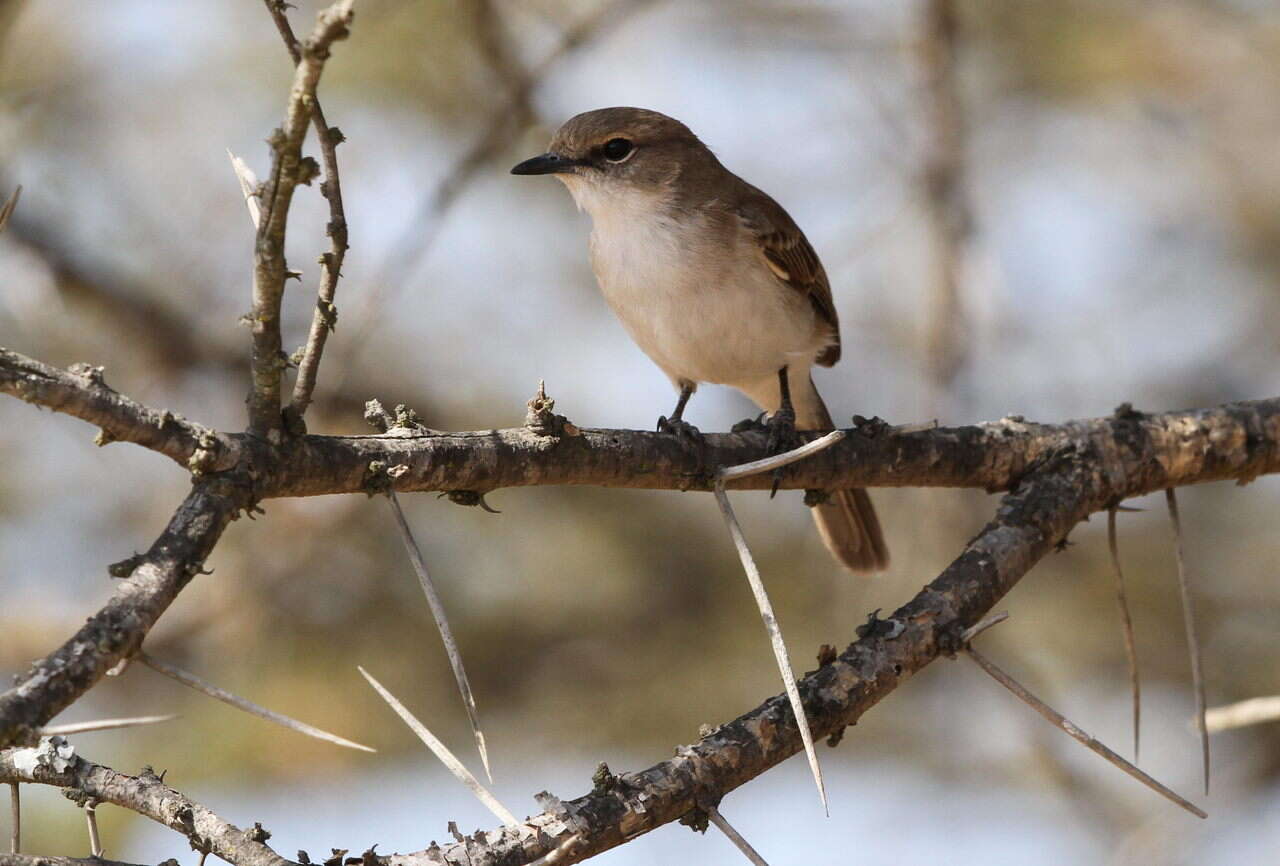 Plancia ëd Melaeornis mariquensis