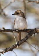 Plancia ëd Melaeornis mariquensis