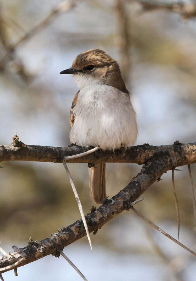 Plancia ëd Melaeornis mariquensis