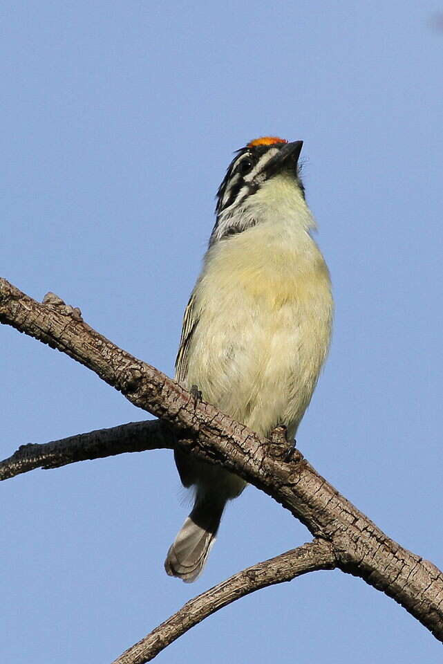Image of Yellow-fronted Tinkerbird