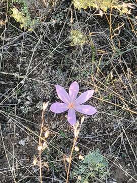 Image of Colchicum laetum Steven