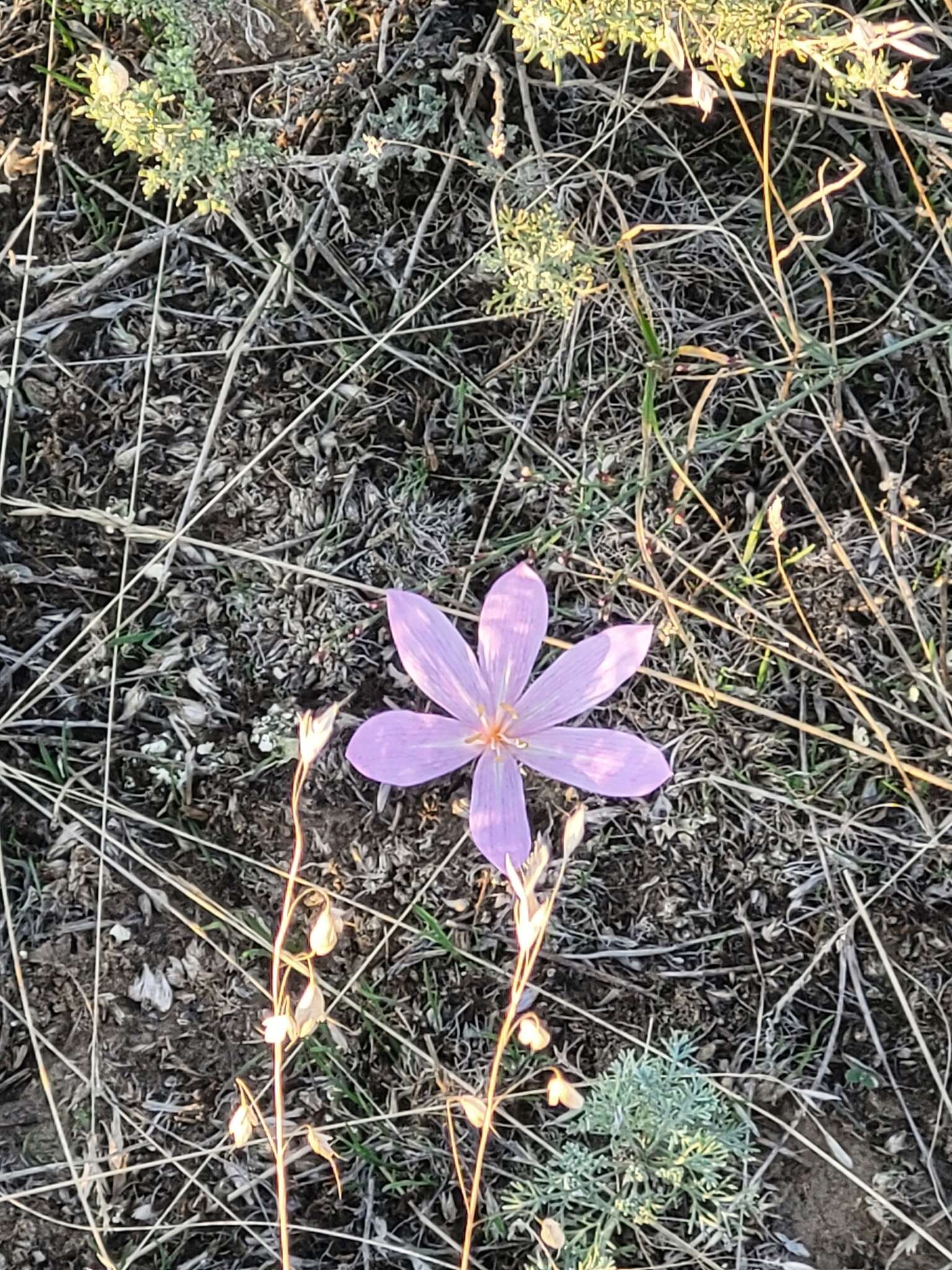 Image of Colchicum laetum Steven