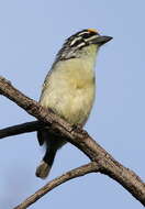 Image of Yellow-fronted Tinkerbird