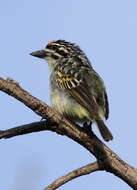 Image of Yellow-fronted Tinkerbird