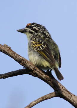 Image of Yellow-fronted Tinkerbird