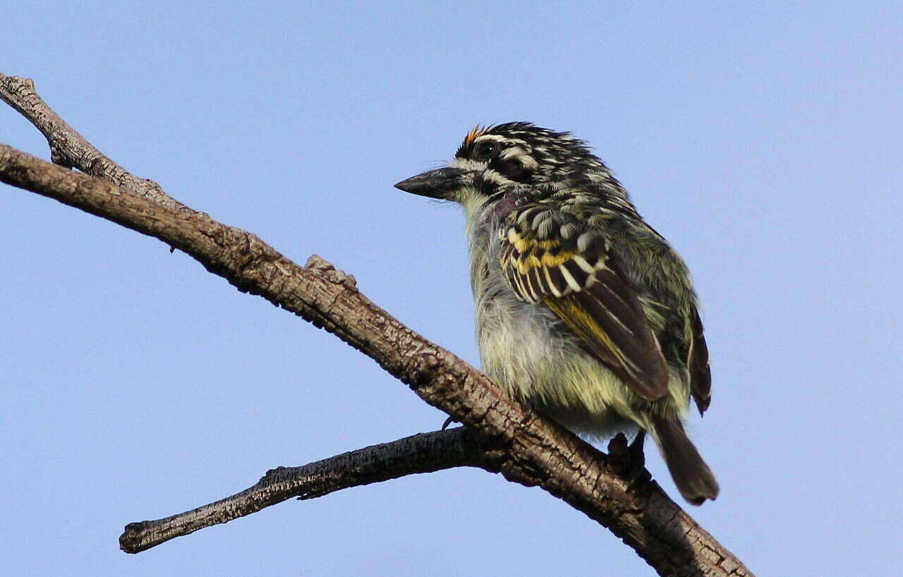 Image of Yellow-fronted Tinkerbird