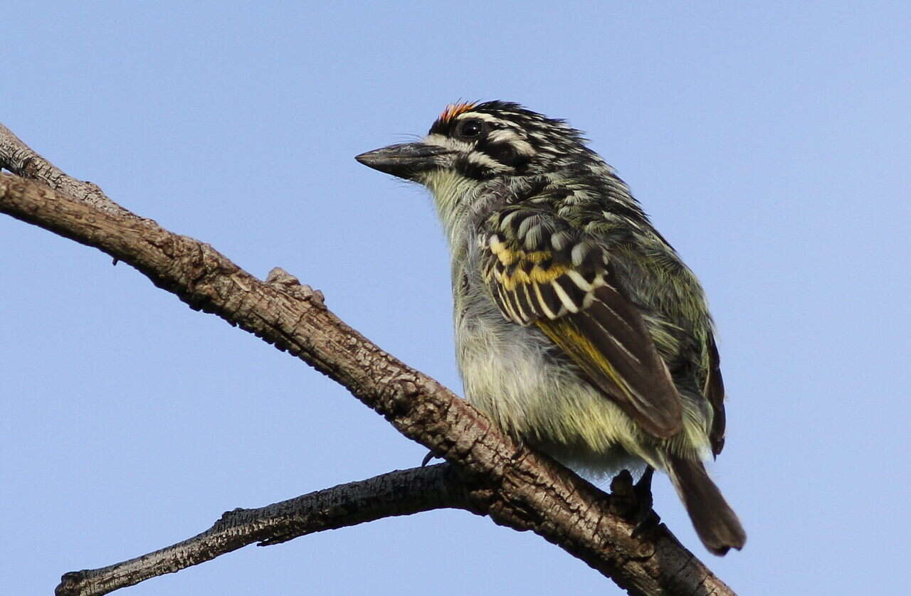 Image of Yellow-fronted Tinkerbird