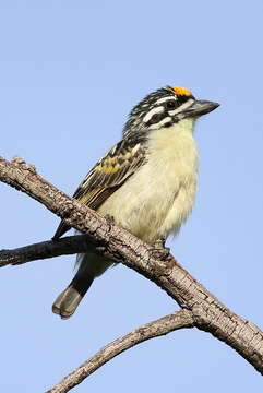 Image of Yellow-fronted Tinkerbird