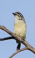 Image of Yellow-fronted Tinkerbird