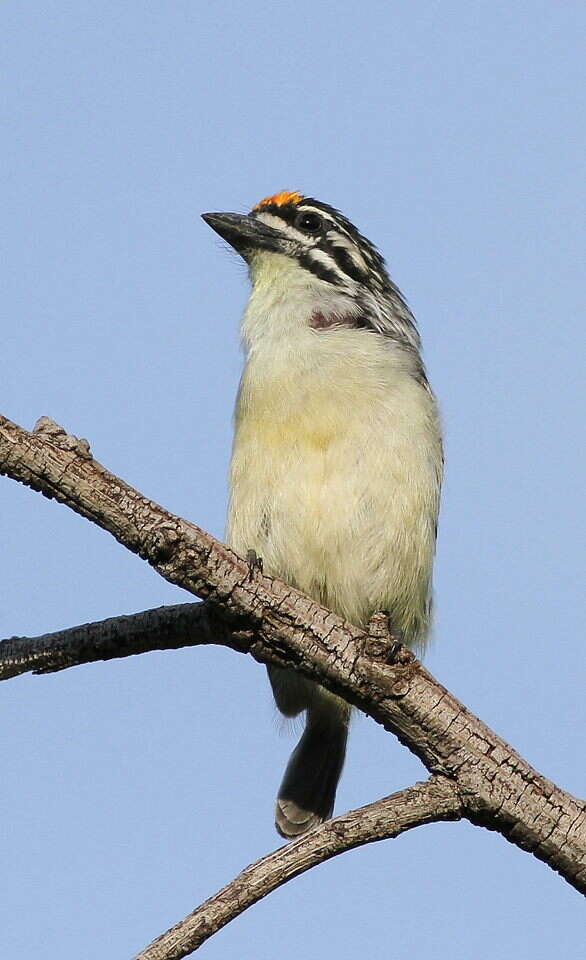 Image of Yellow-fronted Tinkerbird