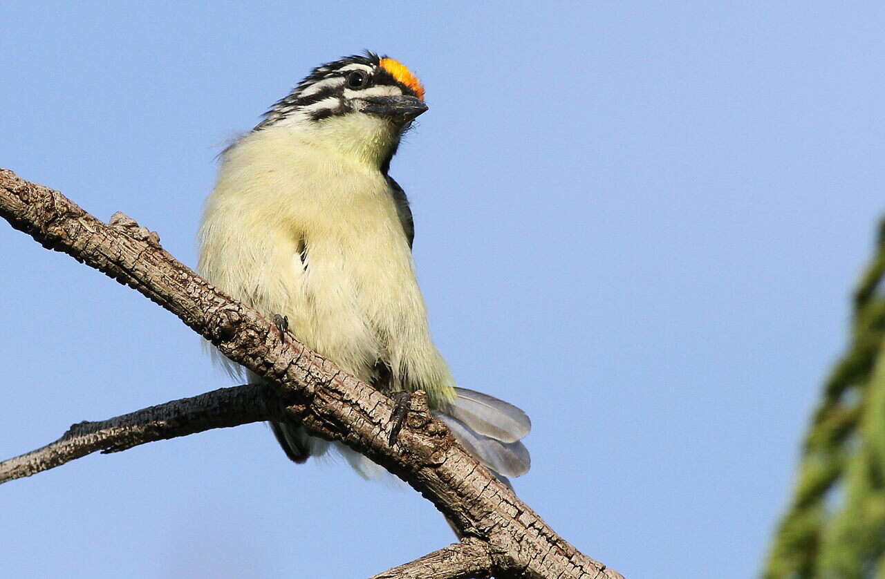 Image of Yellow-fronted Tinkerbird