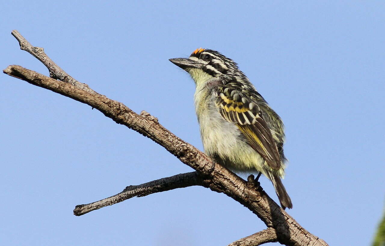 Image of Yellow-fronted Tinkerbird