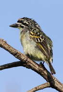 Image of Yellow-fronted Tinkerbird