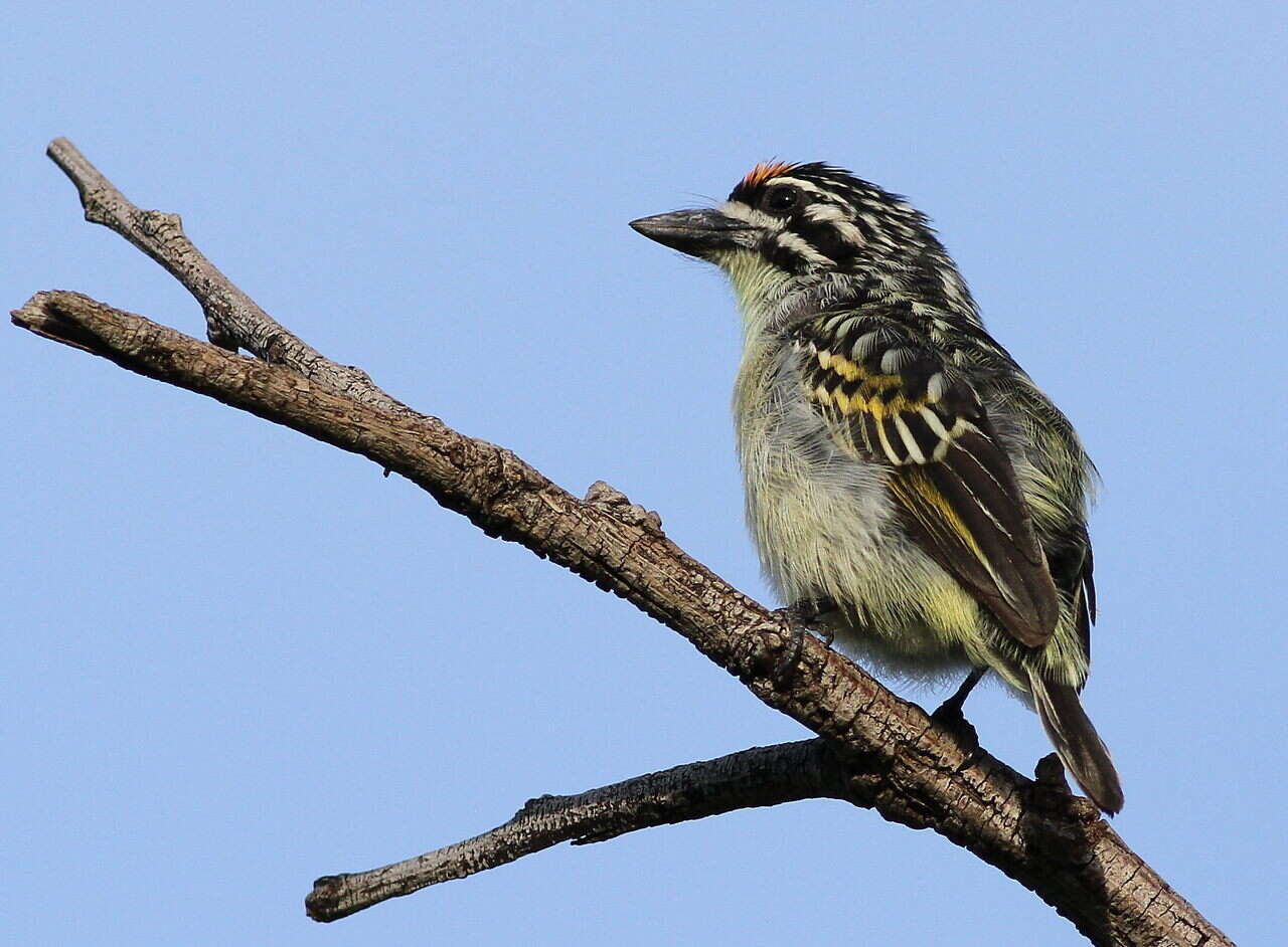 Image of Yellow-fronted Tinkerbird