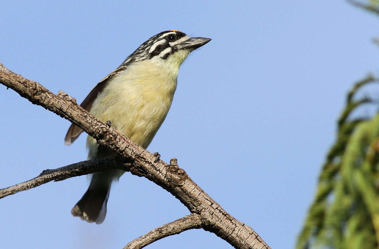 Image of Yellow-fronted Tinkerbird