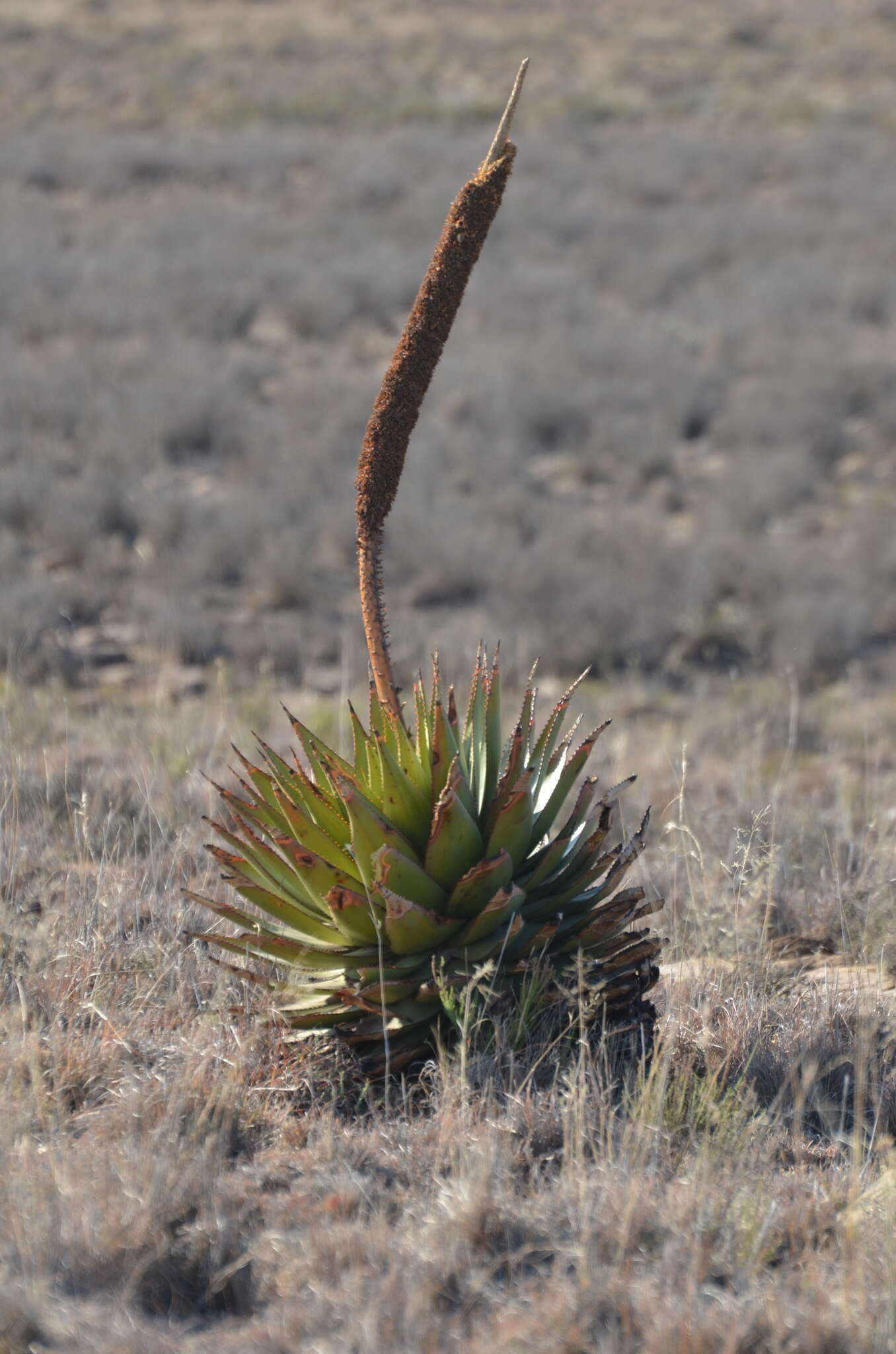 Aloe broomii Schönland resmi