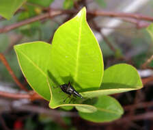 Image of Nyxetes bidens (Fabricius & J. C. 1775)