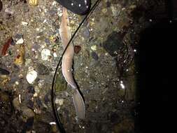 Image of black ribbon worm