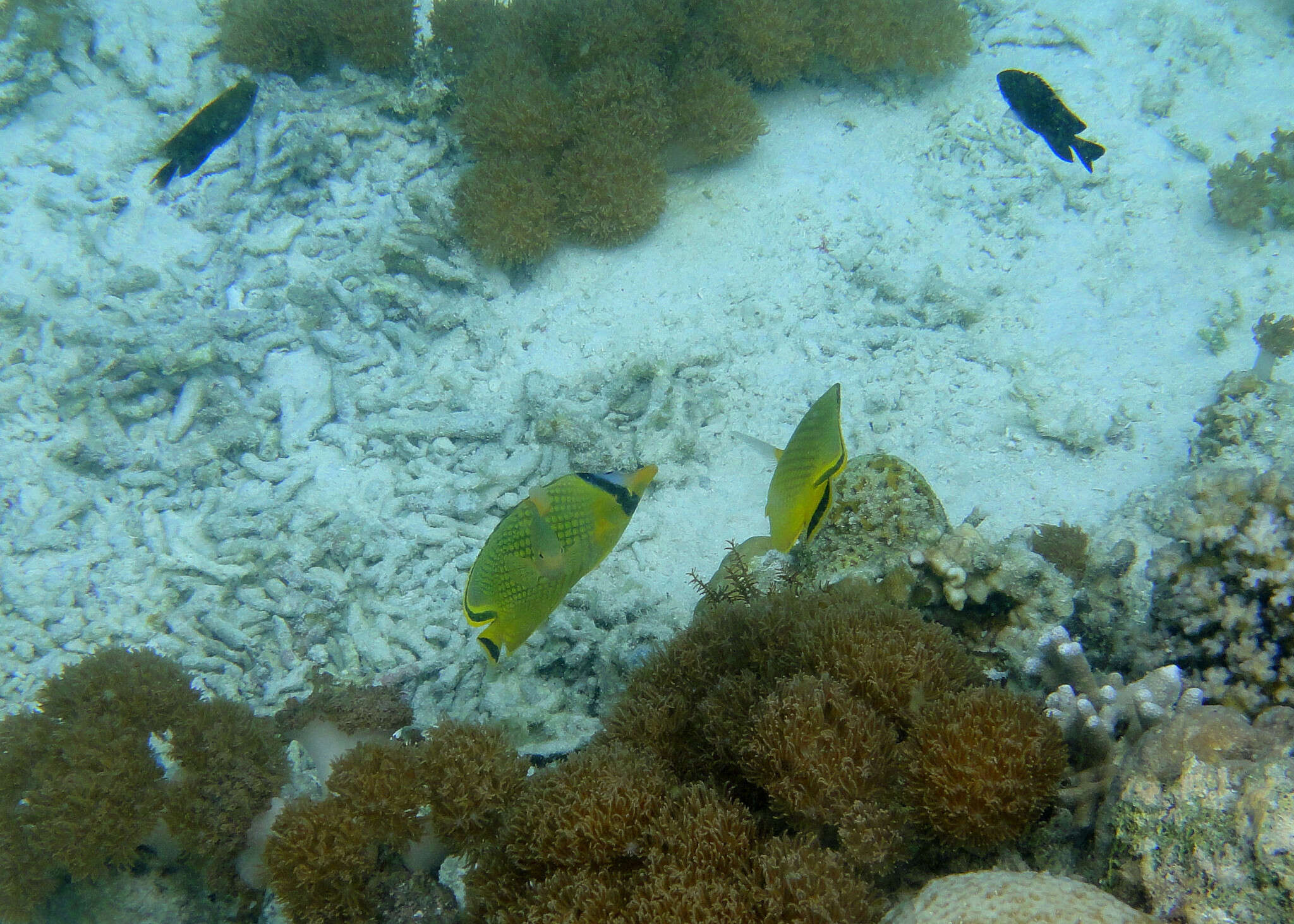 Image of Latticed Butterflyfish