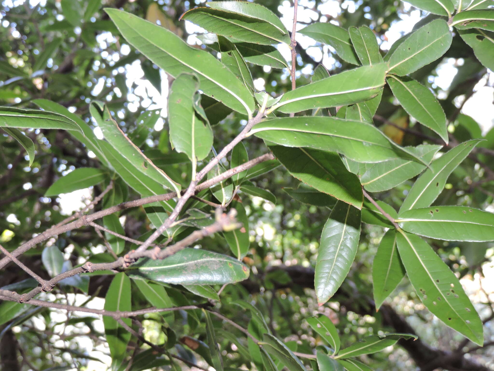 Imagem de Quercus phillyreoides A. Gray